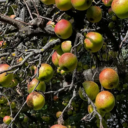 Anton * Инсбрук